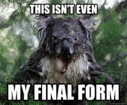 thumbs/koala.gif