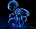 thumbs/mushrooms_1280x1024.jpg
